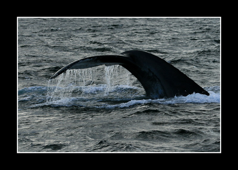 Baleine en vue de Starbuck 