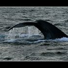 Baleine en vue