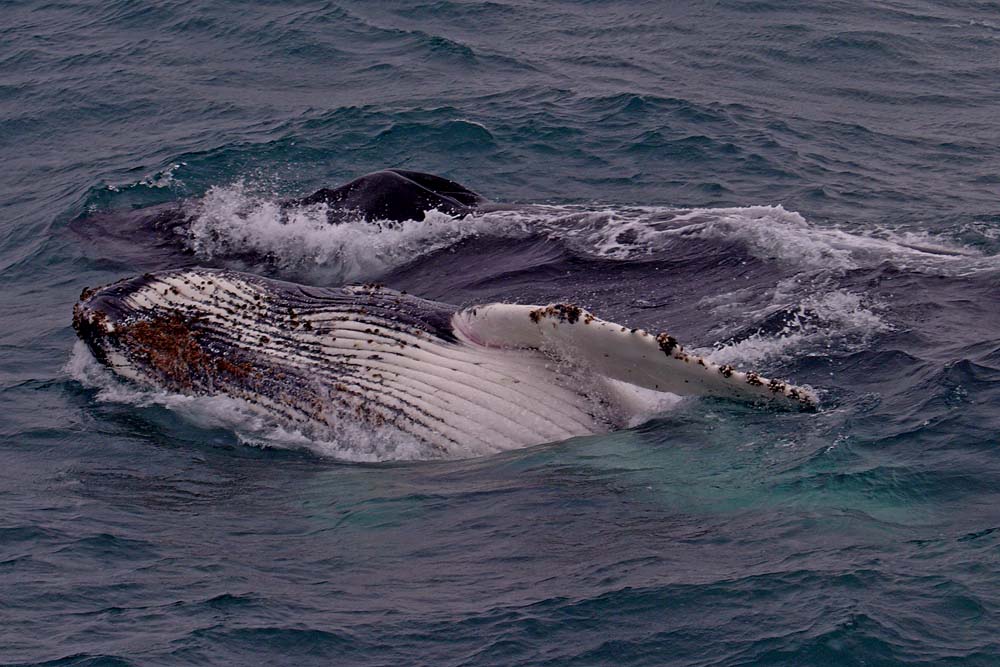 Baleine et baleineau en Antarctique