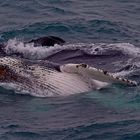 Baleine et baleineau en Antarctique