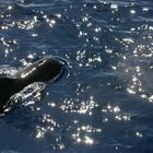 baleine pilôte 1 aux îles canarie