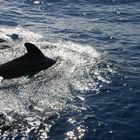 baleine pilote 3 îles canaries