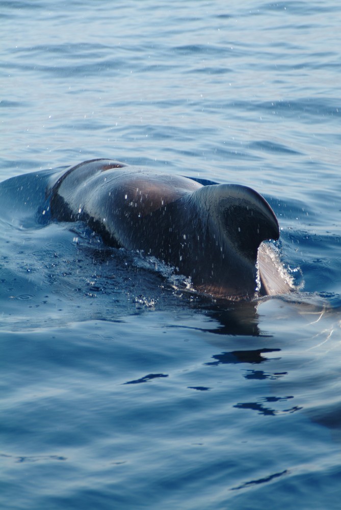 baleine pilote 6