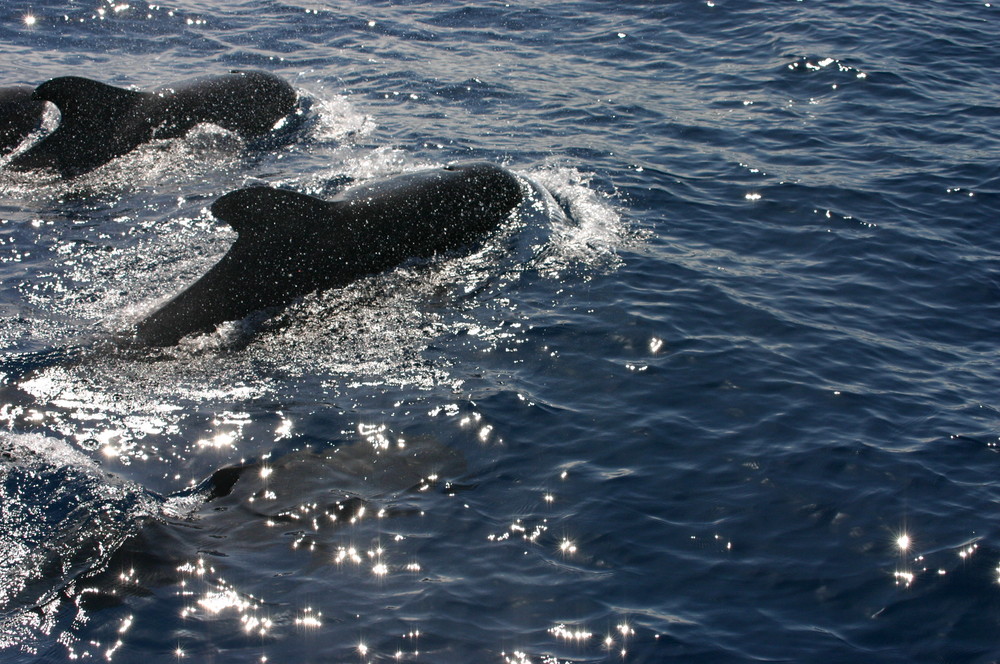 baleines pilôtes des canarie avrir 2008