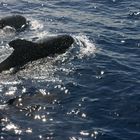 baleines pilôtes des canarie avrir 2008