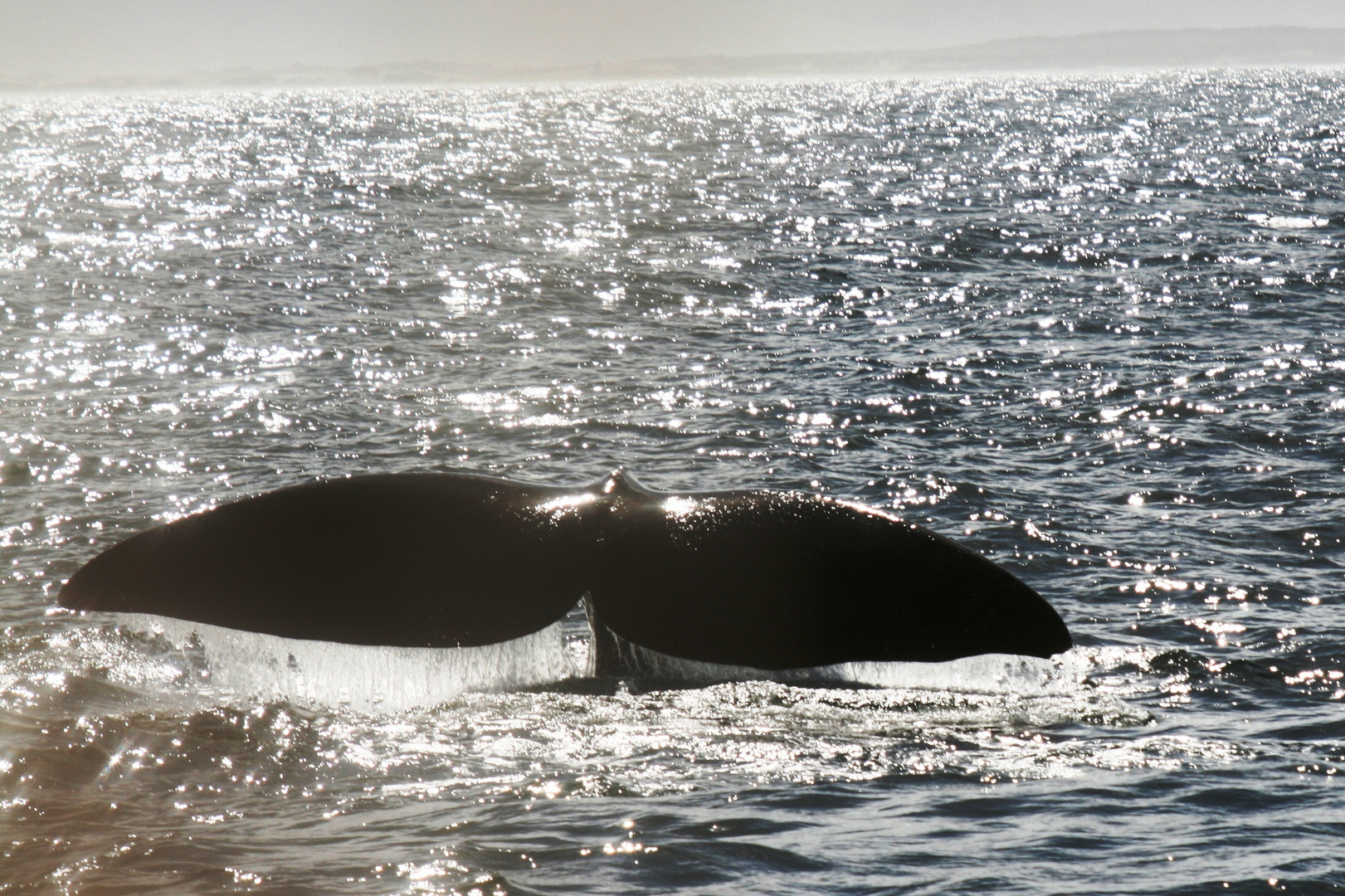 Baleines Whales