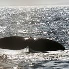 Baleines Whales