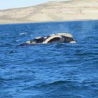 balena franca Penisola Valdes Argentina