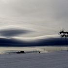 balene sul ghiacciaio