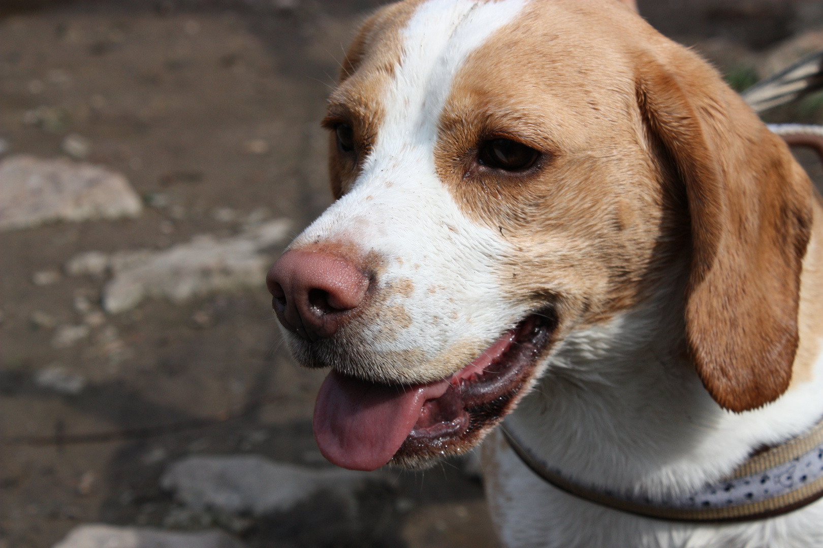 Baleno Beagle