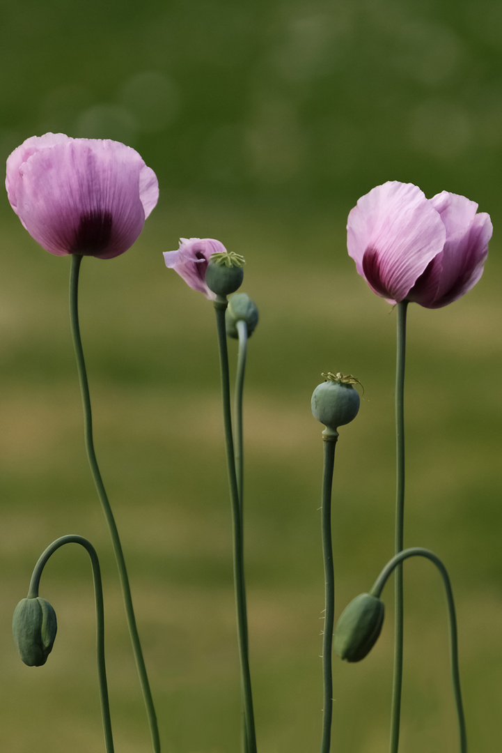 Balettszene auf einer Blumenwiese