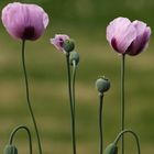 Balettszene auf einer Blumenwiese