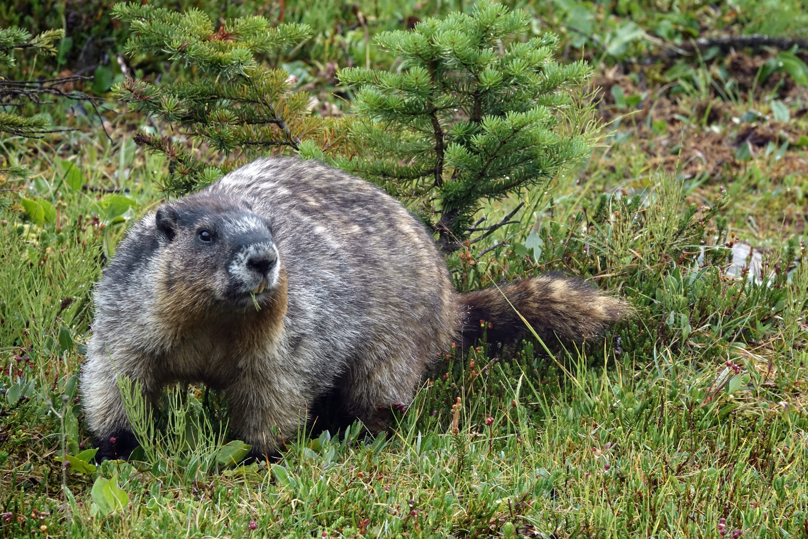 balèze la marmotte