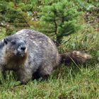 balèze la marmotte