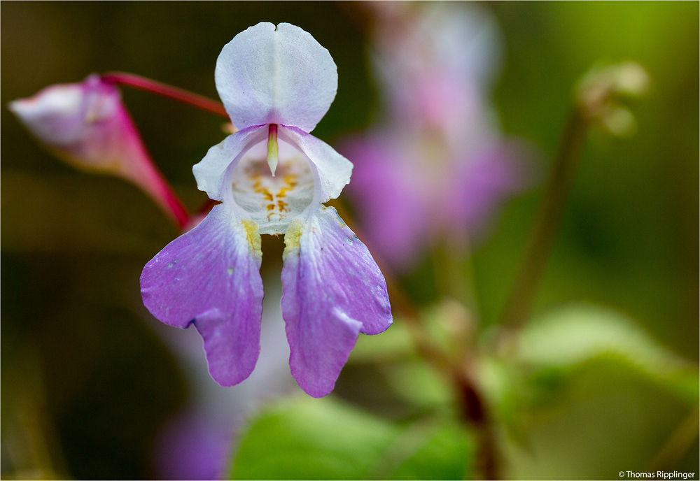 Balfours Springkraut (Impatiens balfourii).