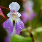 Balfours Springkraut (Impatiens balfourii).