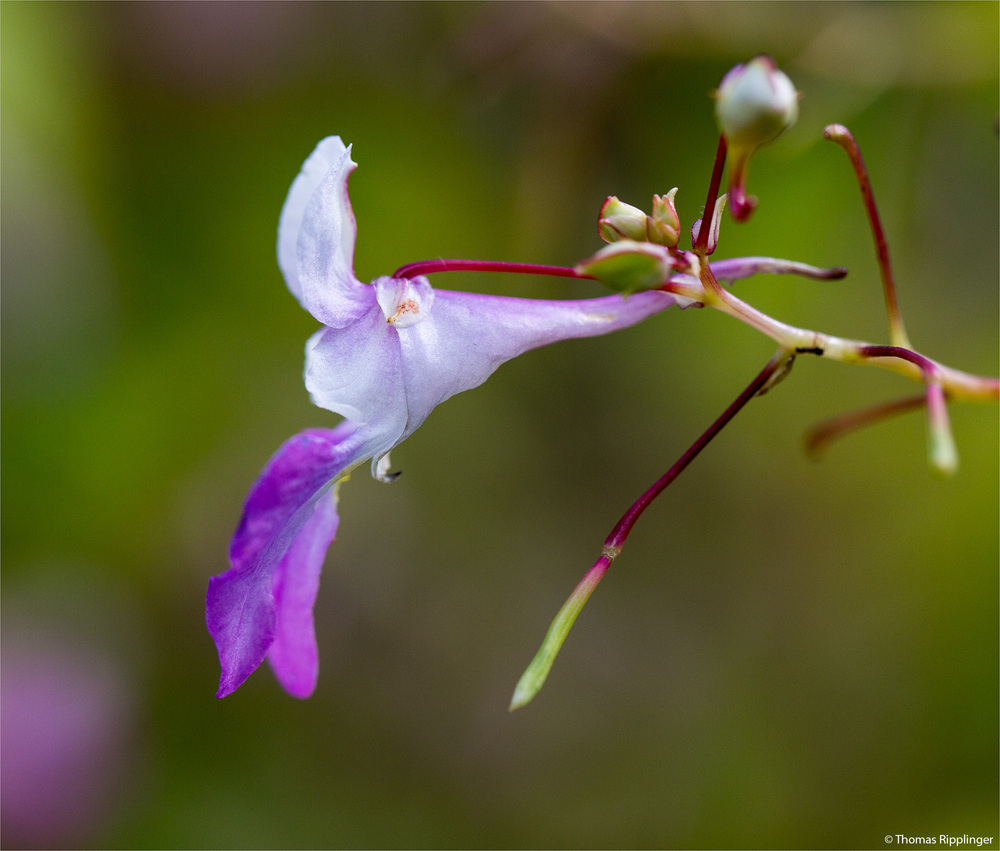 Balfours Springkraut (Impatiens balfourii Hook f.)