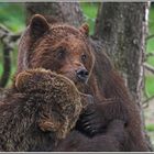Balgende Bärenbrüder