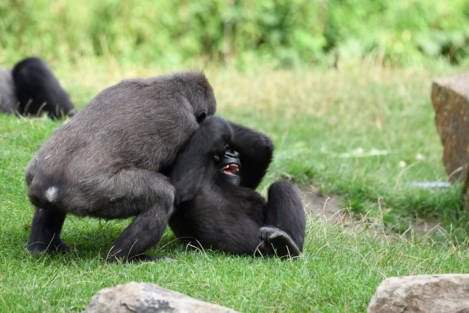 balgende Gorilla-Kinder