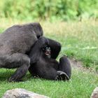 balgende Gorilla-Kinder