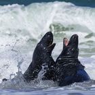 Balgende Jungbullen auf Helgoland Düne