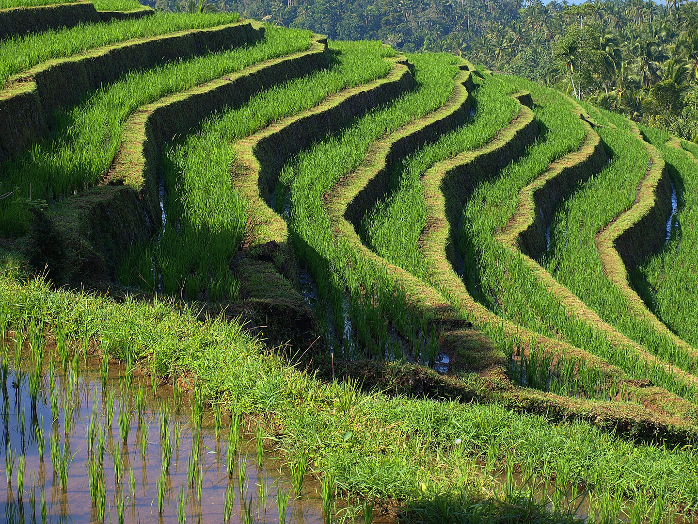 Bali #1 - Reis in Kurven