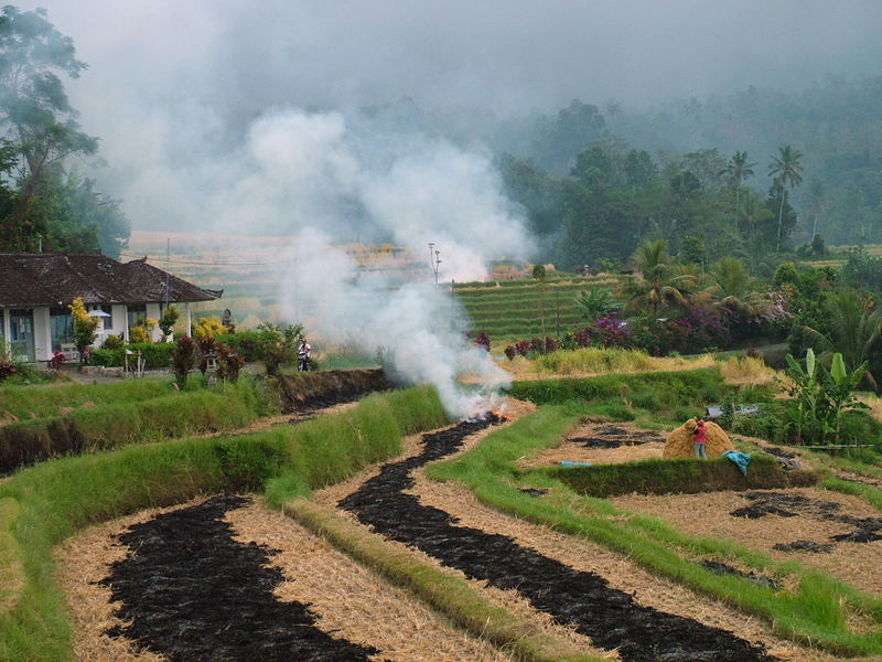 bali