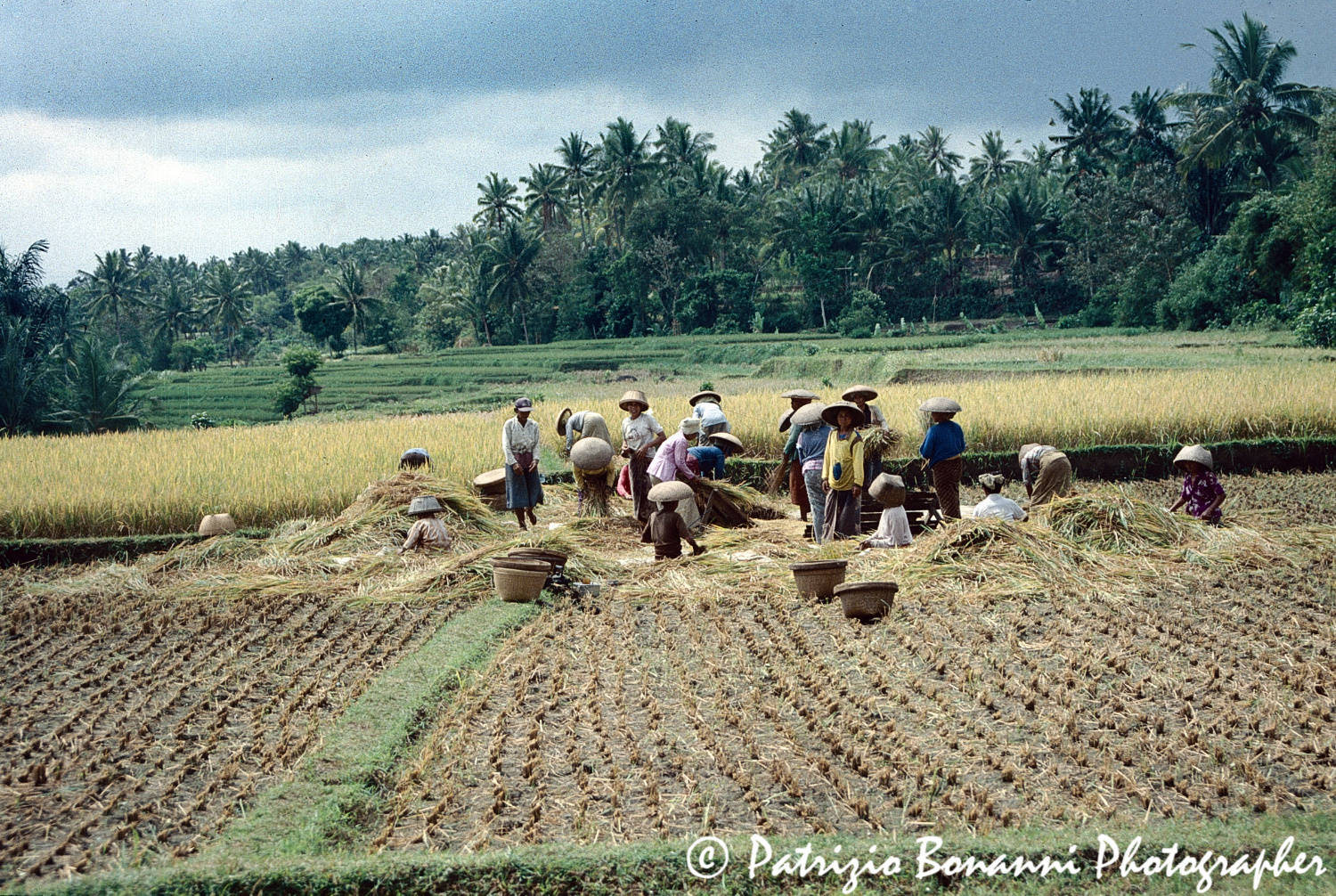 Bali 1990: mietitura del riso.