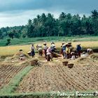 Bali 1990: mietitura del riso.