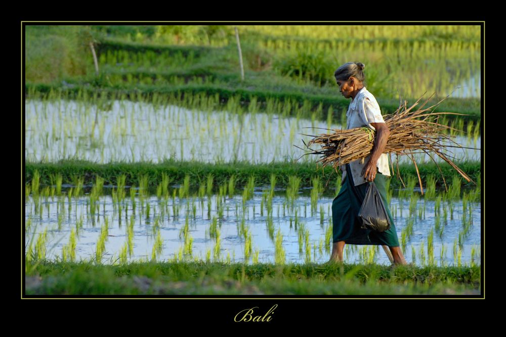 Bali 2009 *11