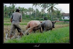 Bali 2009 *5