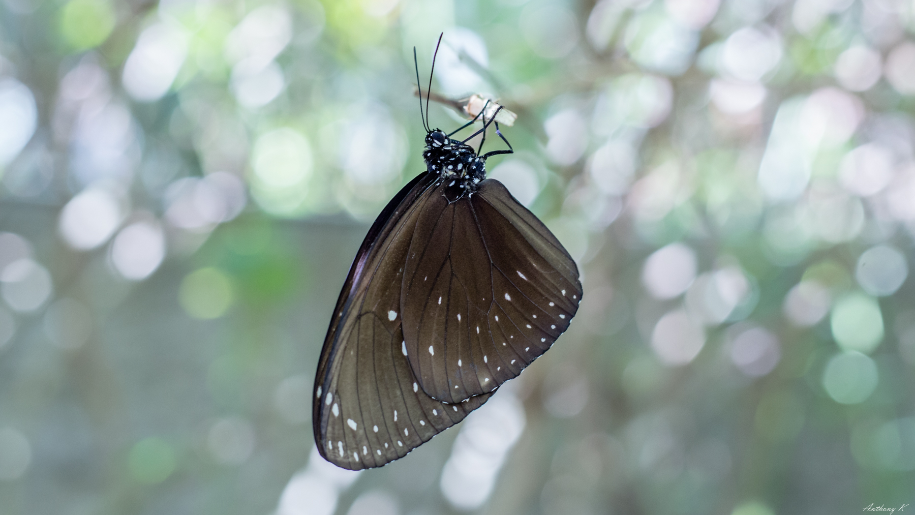 Bali 2017_120