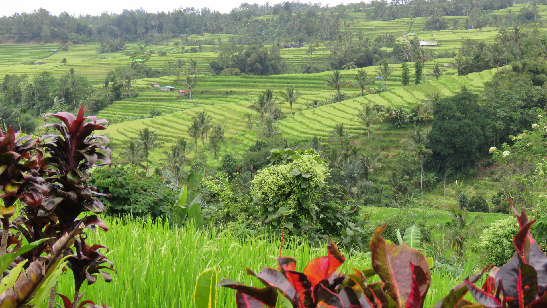 Bali (2019), Jatiluwih rice terraces