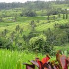 Bali (2019), Jatiluwih rice terraces