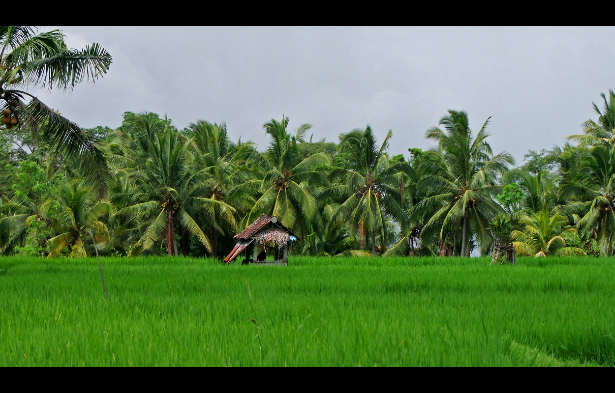 ~ BALI ~