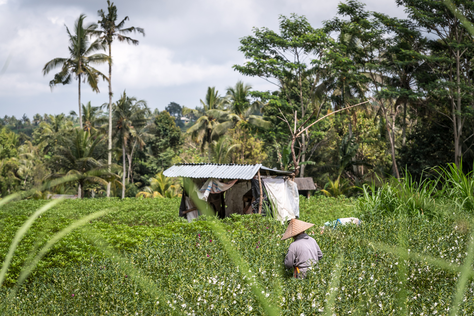 Bali 