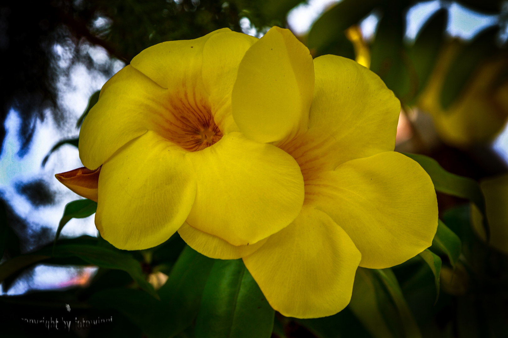 Bali - Allamande (golden trumpet)