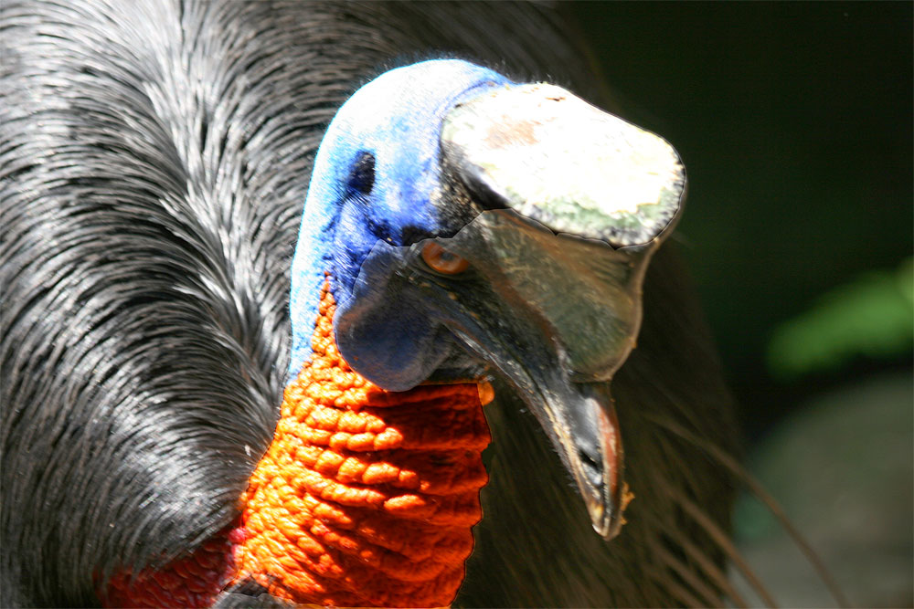 Bali Bird Park 1