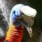 Bali Bird Park 1