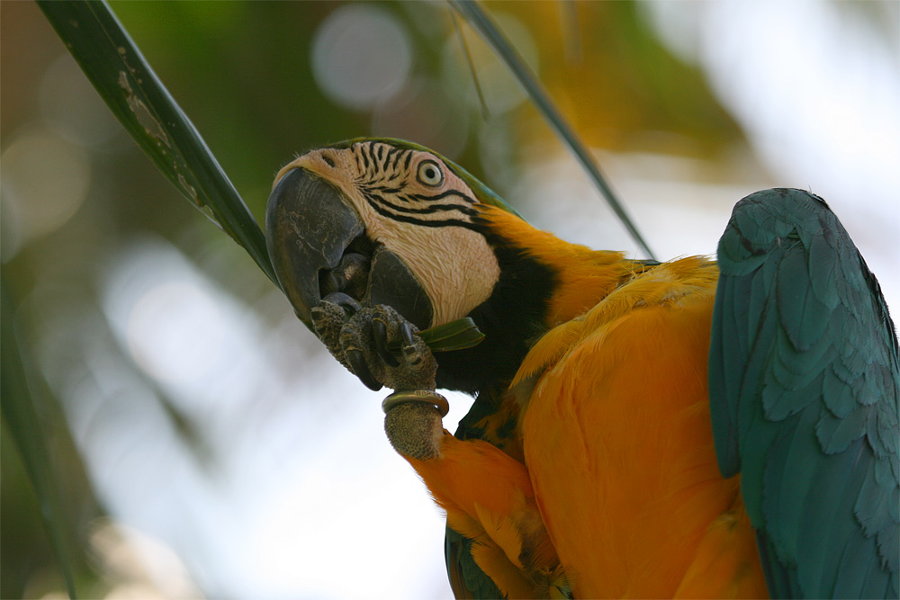 Bali Bird Park 3