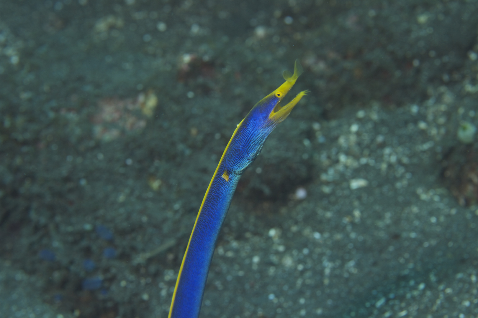 Bali: Blaue Geistermuräne (Weibchen)