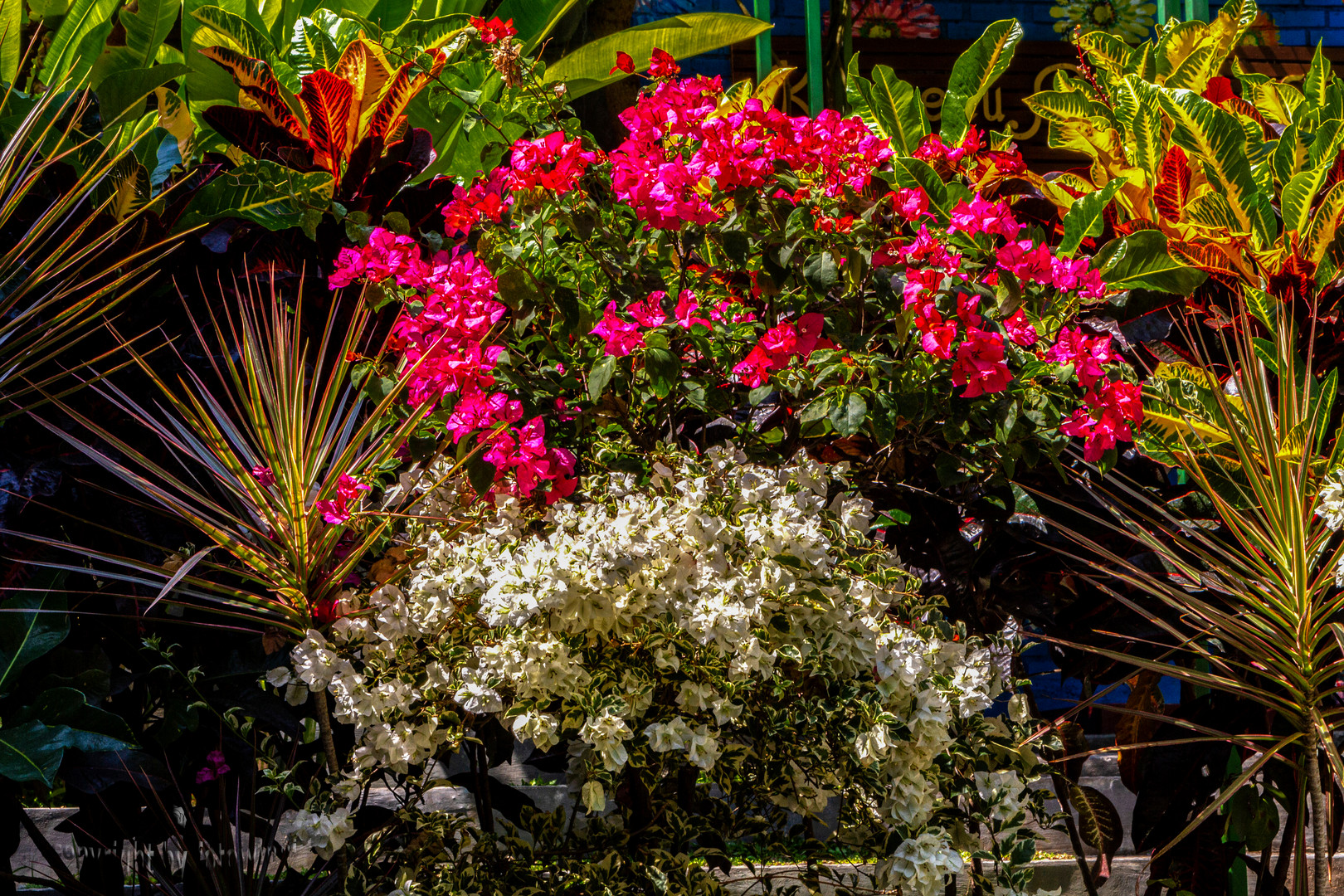 Bali - Bougainvillea