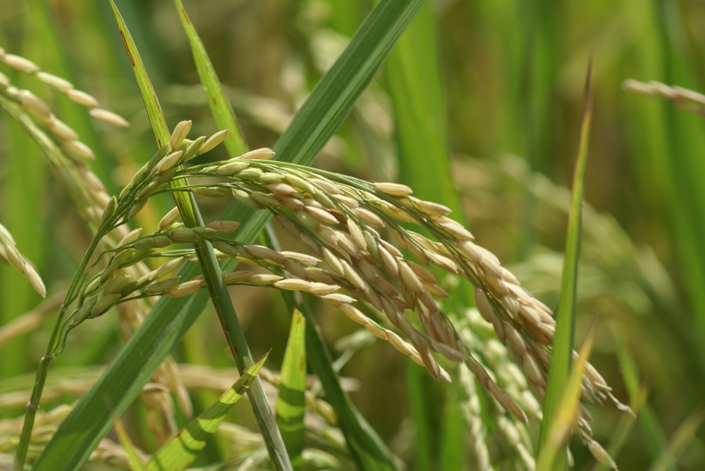 BALI - Culture du riz