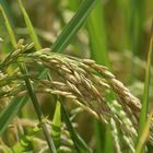 BALI - Culture du riz