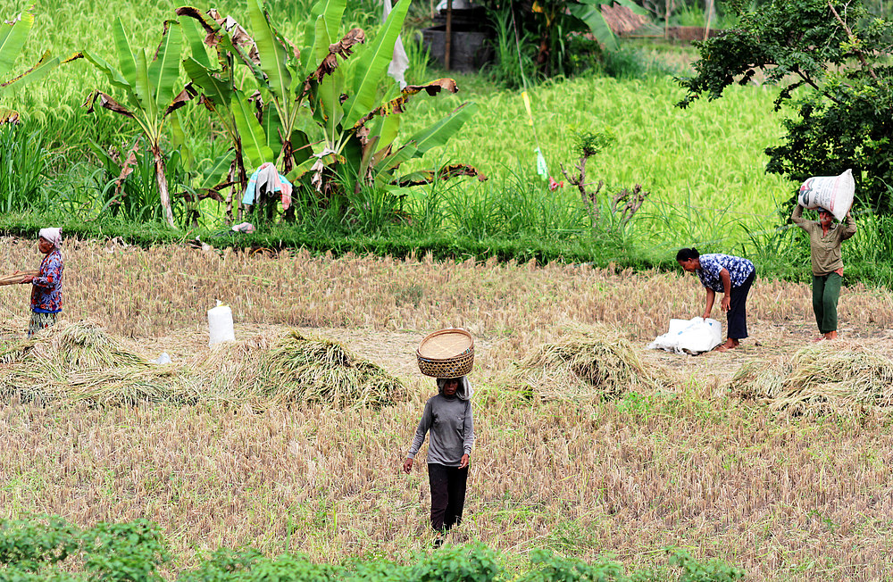 Bali - Die Ernte wird eingefahren