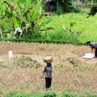 Bali - Die Ernte wird eingefahren