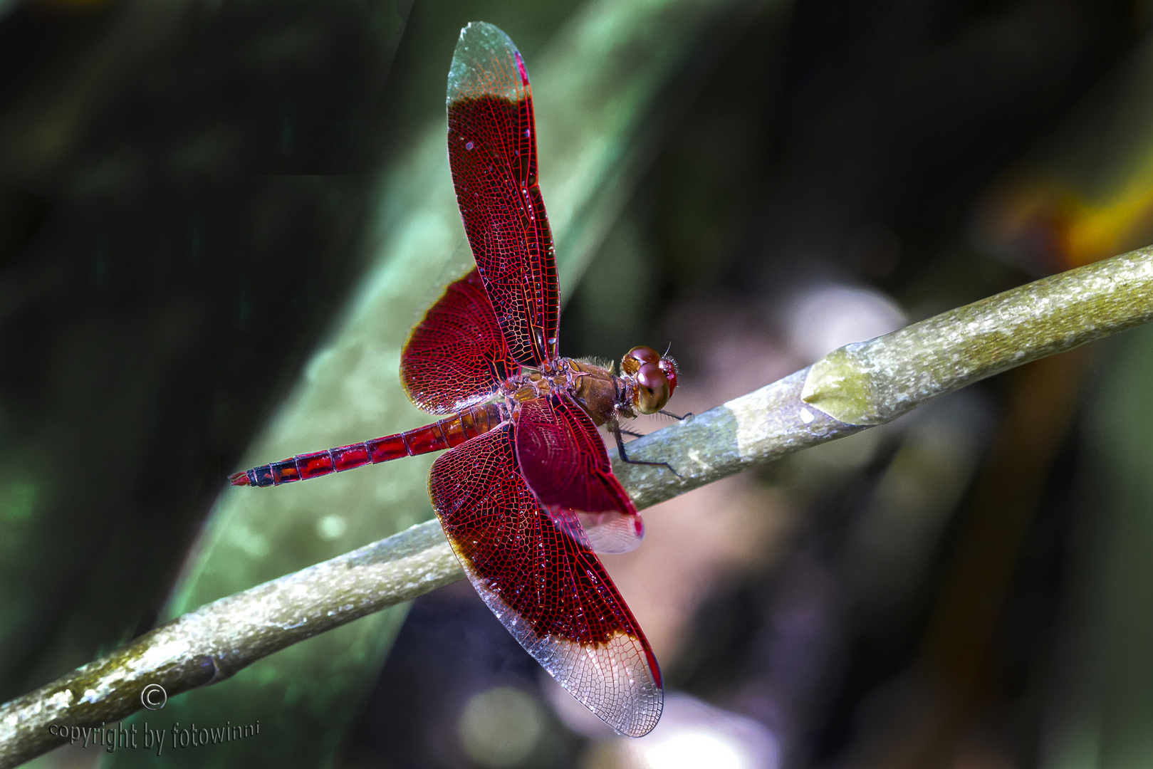 Bali - Dragonfly