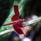 Bali - Dragonfly