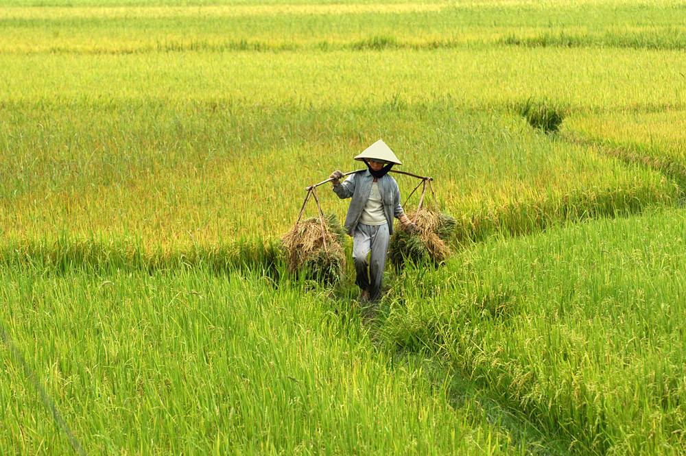 Bali Fields