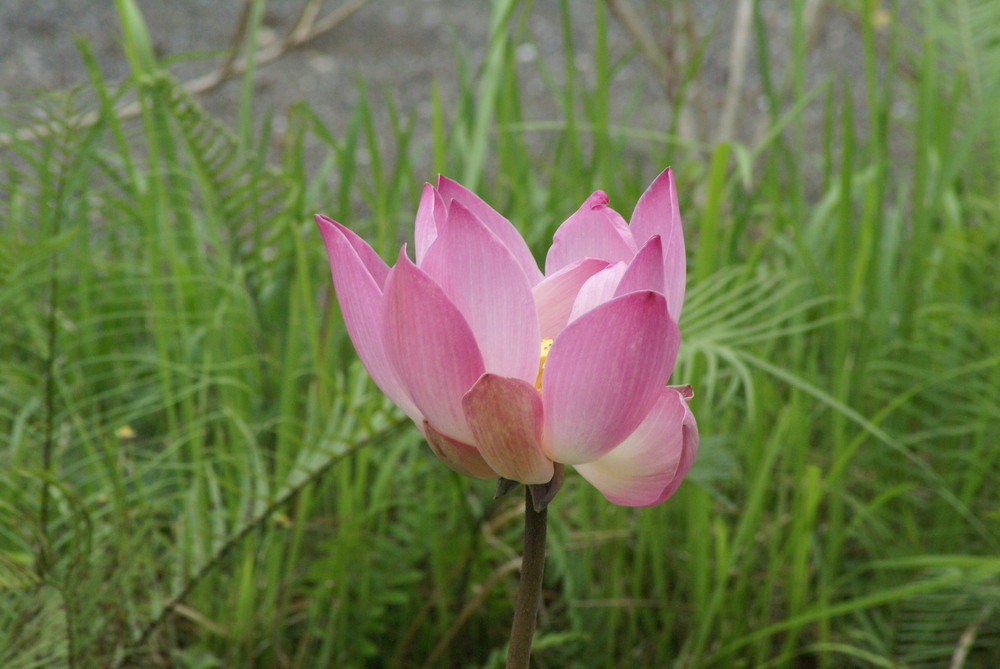 BALI - Fleur de lotus